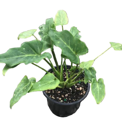 Philodendron Xanadu 4 inches Plant Thaumatophyllum Xanadu Plant Housep   NNplant