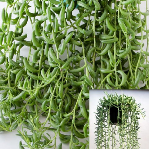 String Of Fish Hooks hook Succulent hanging vine Live plant 6 inches p – NNplant String Of Fish Hooks hook Succulent hanging vine Live plant 6 inches p – NNplant