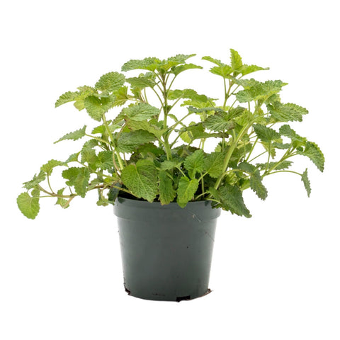 Lemon Balm Plant Herbdbal Melissa Officinalis 1 Gallon Pot Live Plant Ht7  Veggies