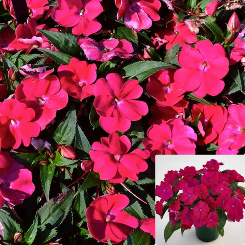 New Guinea Impatiens Royal Magenta 6Inches Plant Sunpatiens Compact Royal Magenta Plant Flower Live Plant