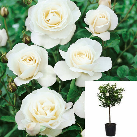 Rosa Flower Iceberg Patio 5Gallonwhite Rose Flower Floribunda Rose Rose 5Gallon Iceberg Des Neiges Schneewittchen Outdoor Live Gr7