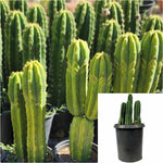 San Pedro Cactus 5 Gallon Shrub Plant Echinopsis Pachanoi Succulent Drought Live Plant Gr7