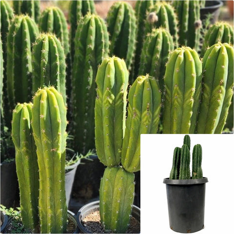 buy live san pedro cactus San Pedro Cactus 5 Gallon Shrub Plant Echinopsis Pachanoi Succulent Drought Live Plant Gr7