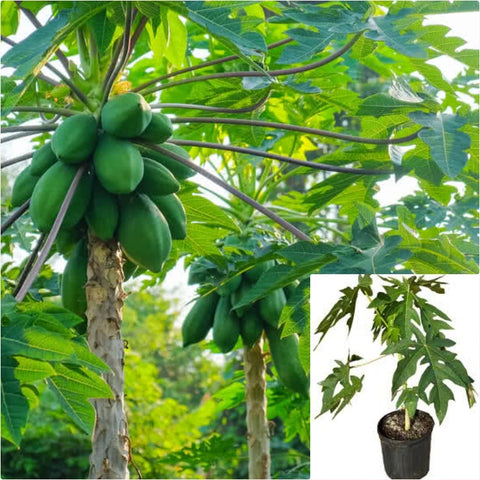 Papaya Plant 1Gallon Pawpaw Plant Melon Tree Live Plant Ht7