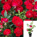Rosa Drift Red 5Gallon Drift Groundcover Rose Rose 5Gallon Live Rose Plant Fr7