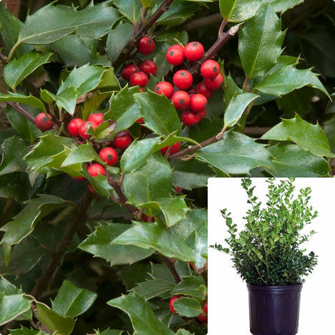 Ilex Meserveae Blue Girl 5Gallon Plant Blue Holly Plant Holly Blue Princess Plant Outdoor Live Plant Gr7