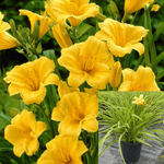 Hemerocallis Stella De Oro 1 Gallon Dwarf Plant Daylily Hemtella De Oro Yellow Shrub Live Plant