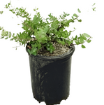 Arctostaphylos Point Reyes 5 Gallon Bearberry Plant Reyes