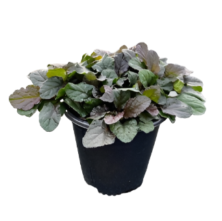 Ajuga Bronze Beauty 4Inches Plant Bugle Plant Shurb Outdoor Live Plant Plant ht7