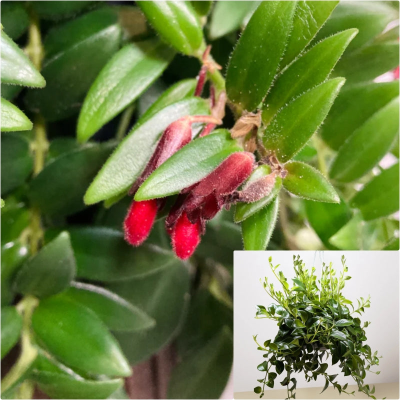 lipstick succulent plant Lipstick Japhrolepis 6 inches pot Hanging Lipstick plant lipstick vine – NNplant