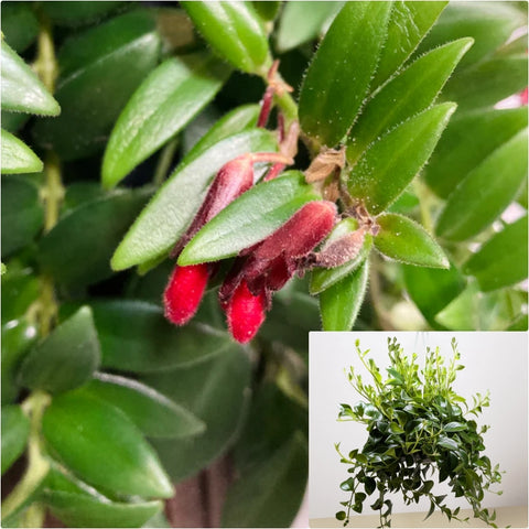 Lipstick Japhrolepis 6Inches plant Hanging Lipstick plant lipstick vine Live Plant Ht7