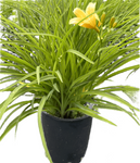 Hemerocallis Ota Yellow 1 Gallon Lilioasphodelus Lemon Daylily Perennials Live Plant Gr7