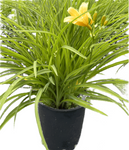 Hemerocallis Ota Yellow 1Gallon Hemerocallis Lilioasphodelus Lemon Daylily Perennials Live Plant Gr7