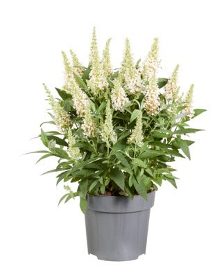 Buddleia Davidii Chrysalis White 1 Gallon Plant Cranberry Butterfly Bush Flower Live Plant Ho7