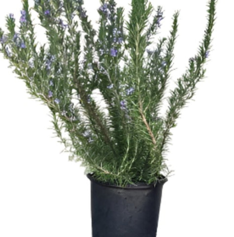 Rosmarinus Tuscan Blue 5Gallon Salvia Rosmarinus Tuscan Blue Live Plant Fr7