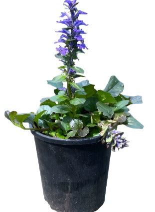 Ajuga Catlins Giant 1Gallon Ajuga Carpet Bugleweed Plant Blue Ajuga Catlins Giant Live Plant Ht7