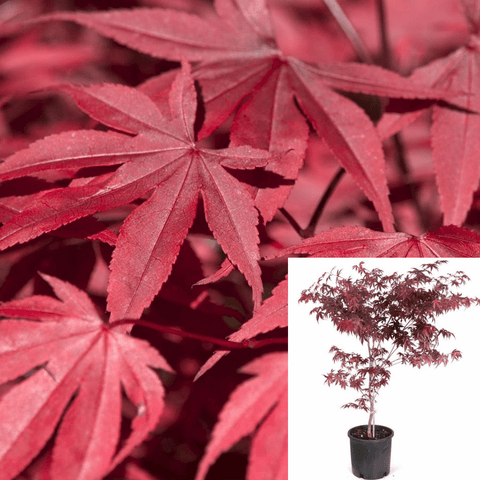 Acer Palmatum Fireglow 5Gallon Acer Pal Fireglow 5Gallon Acer Palmatum Fireglow Plant Japanese Maple Fireglow Plant Tree Live Plant Gg7