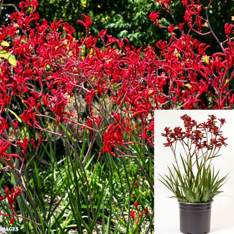Anigozanthus Dwarf Red 5Gallon Anigozanthos Big Red Kangaroo Paw Red Plant Perennials Outdoor Live Plant Gr7