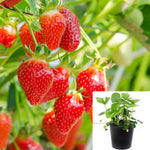Sequoia Strawberry 1 Gallon Delicious Strawberries Fruit Fruitree Live Plant Gr7