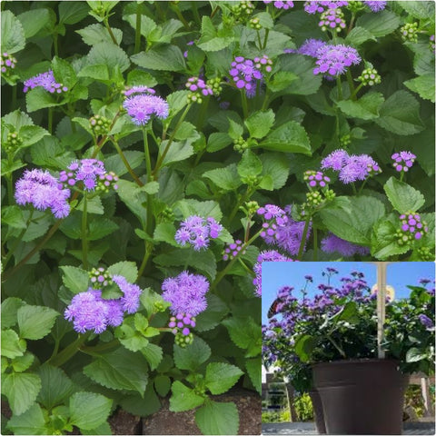 Ageratum Hous Monarch Magic 1 Gallon Greater Galangal Plant Floss Flower Live Plant Ho7