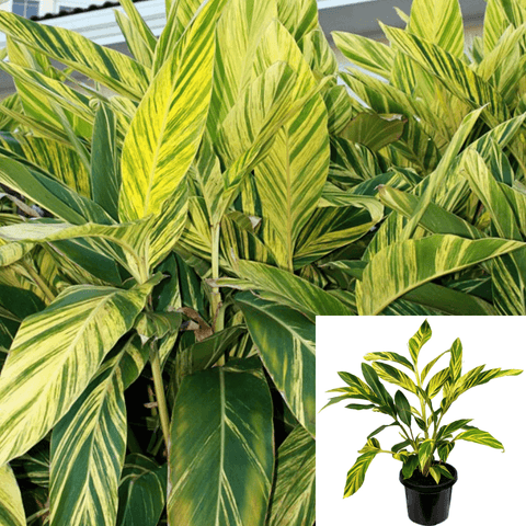 Alpinia Sanderae 1Gallon Variegated Ginger Lime Plant Ginger Lily Perennial Plant Live Plant Mr7