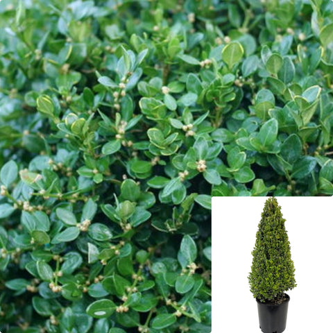 Buxus Microphylla Green Beauty Cone 5Gallon Buxus Microphyllus Buxus Green Beauty Cone 5Gallon Japonica Green Beauty Jap