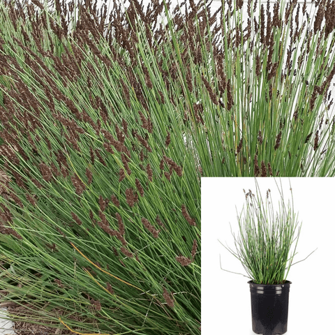Chondropetalum Tectorum 1Gallon Cape Blue Grass Purple Tips Thatching Reed Dwarf Cape Rush Plant Ho7
