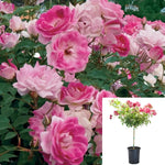 Rosa Iceberg Pink Patio 5Gallon Plant Korbin Plant Fee Des Neiges Plant Schneewittchen Patio Live Plant Fr7