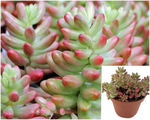 Sedum Rubrotinctum Aurora Pink Jelly Beans 1Gallon Plant Pink Jelly Bean Palnt Succulent Live Plant Ho7