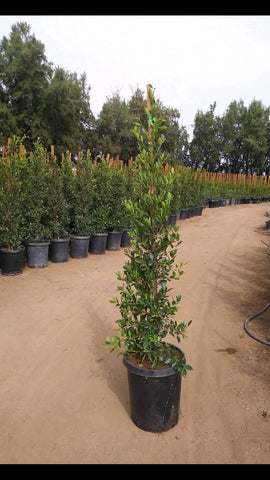Ficus Nitida Column 5 Gallon Indian Laurel Plant Fruit Tree Perennial Live Plant Fr7