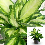 Dieffenbachia Camille 2 Gallon Ht7 White Dieffenbachia Camille Dumb Cane Air Purifying Best Live Plant Ht7