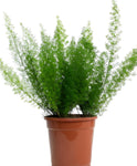 Asparagus Densiflorus Myers 1Gallon Asparagus Densiflorus Meyerii Plant Meyeri Foxtail Fern Live Plant Ho7