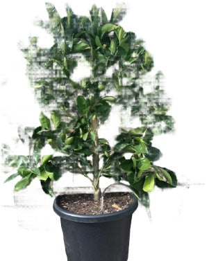 Citrus Orange Mid Valencia Standard Tree 2 Gallon Plant Valencia Sweet Orange Plant Orange Plant Tree Live Plant Fr7