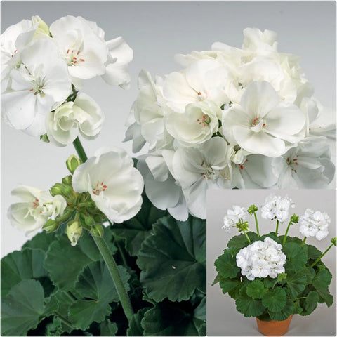 Geranium Tango White 1 Gallon Zonal Geranium Live Plant Gr7