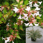 Abelia Grandiflora Kaleidoscope 5 Gallon Glossy Plant Shrub Outdoor Live Plant Gr7Fr7