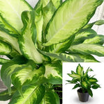 Dieffenbachia Camille 3Gallon Indoor Houses Air Purifying Shrub Live Plant Ht7