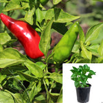 Pepper Fresno 1Gallon Fruit Ready Pepper Chili Hot Pepper Organic Non Gmo Pot Full Live Plant Pv7Ht7 Best