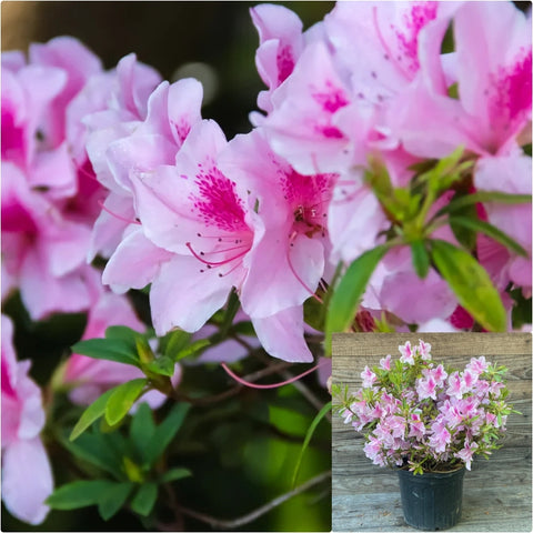 Azalea George Tabor 5 Gallon Pink White Plant Taber Live Plant Fr7