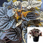 Peperomia Grey Luna Plant Rippled Peperomia Gray 6Inches Pot Premium Rare Live Plant Ht7 Best