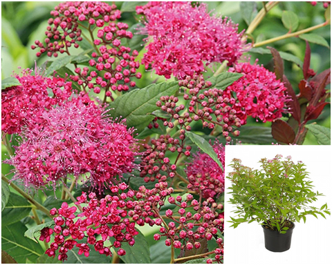 Spiraea Frit Pink Parasols 5 Gallon Plant Fritsch S Spirea Palnt Shrubs Live Plant Ho7