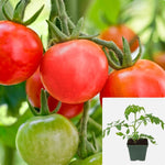 Tomato Patio Small Frui Tomato 4Inches Pot Plant Solanum Lycopersicum Live Plant Ht7