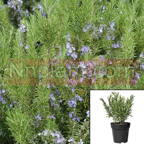 Rosmarinus Off Ingramii 1Gallon Dwarf Plant Rosemary 5Gallon Live Plant Mr7