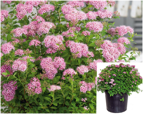 Spiraea Little Princess 5 Gallon Plant Spirea Palnt Shrubs Live Plant Ho7