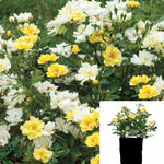 Rosa Drift Lemon Splash 1Gallon Plant Lemon Drift Rose Bush Rose 1Gallon Live Plant Outdoor Plant Rose Gr7