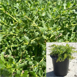 Baccharis Twin Peaks 1 Gallon Pilularis Plant Dwarf Coyote Brush Live Plant Fr7