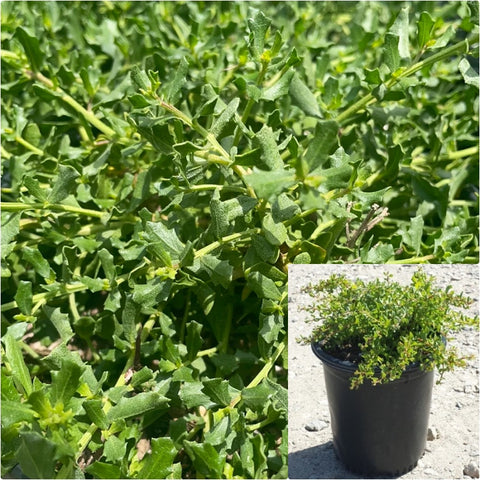 Baccharis Pil Twin Peaks 1 Gallon Pilularis Plant Dwarf Coyote Brush Live Plant Gr7