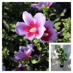 Hibiscus Syr Hollandia 3 Gallon Plant Rose Of Sharon Palnt Flower Live Plant Ho7