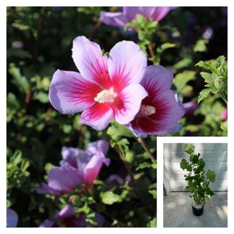 Hibiscus Syr Hollandia 3 Gallon Plant Rose Of Sharon Palnt Flower Live Plant Ho7