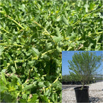 Baccharis Twin Peaks 5 Gallon Pilularis Plant Dwarf Coyote Brush Live Plant Outdoor Fr7