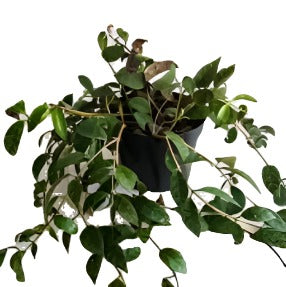 Aeschynanthus Marmoratus plant Hanging Zebra Basket Vine lipstick Live Plant 6Inches POT